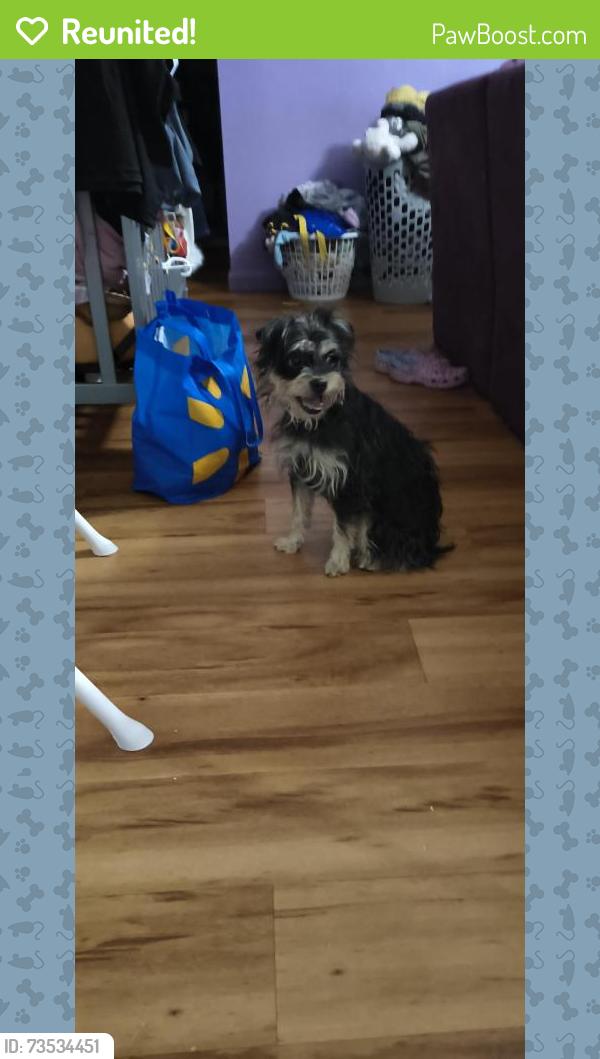 Reunited Female Dog last seen Bijou and Chelton, Colorado Springs, CO 80910