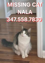 Reunited Female Cat last seen Van zile / Kentwood, Brick Township, NJ 08724