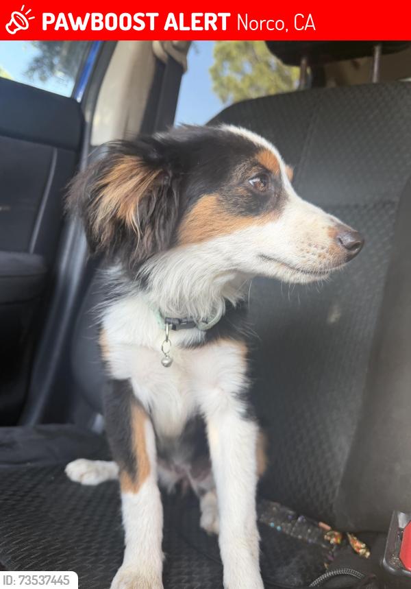 Lost Female Dog last seen California Ave & 8th street, Norco, CA 92860