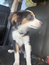 Lost Female Dog last seen California Ave & 8th street, Norco, CA 92860