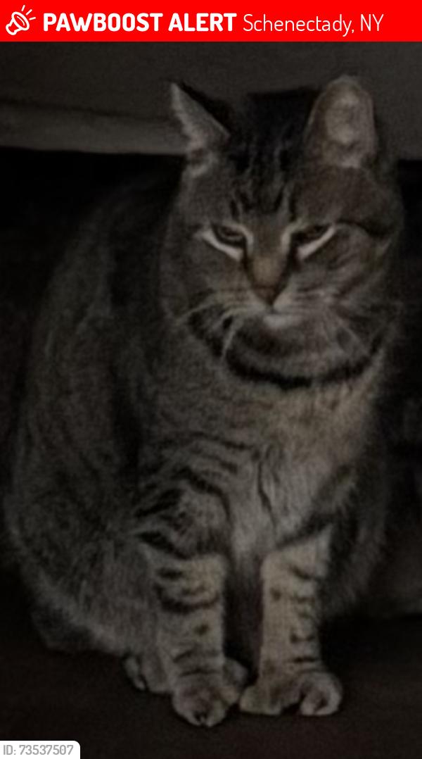 Lost Male Cat last seen TenEyck Ave, Schenectady, NY 12303