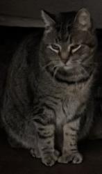 Lost Male Cat last seen TenEyck Ave, Schenectady, NY 12303