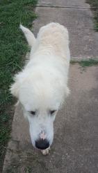 Found/Stray Unknown Dog last seen Old taft, Muskogee County, OK 74401