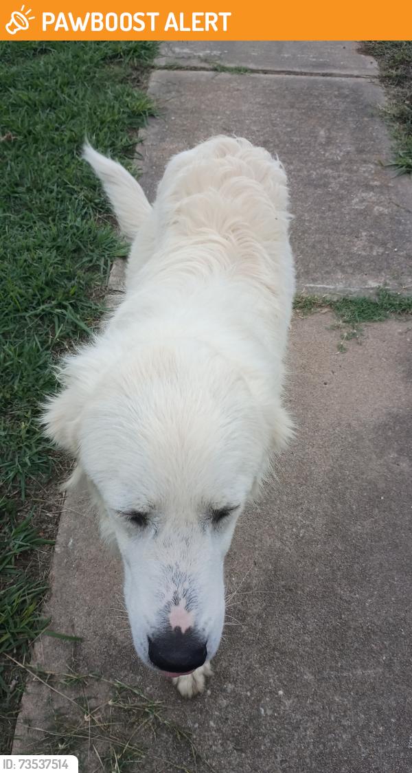 Found/Stray Unknown Dog last seen Old taft, Muskogee County, OK 74401