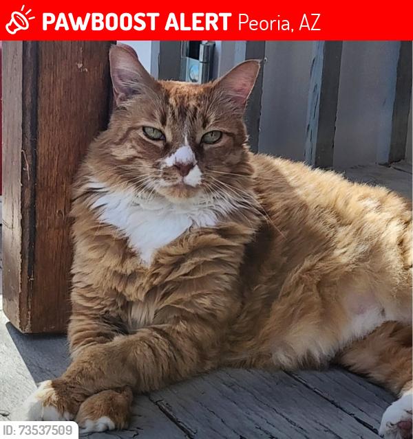 Lost Male Cat last seen 75th and thunderbird, Peoria, AZ 85381