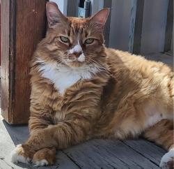 Lost Male Cat last seen 75th and thunderbird, Peoria, AZ 85381