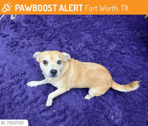 Found/Stray Male Dog last seen Near Lancaster and Loop 820 service Road, Fort Worth, TX 76112