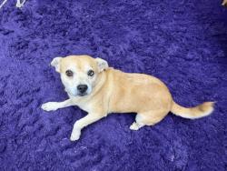 Found/Stray Male Dog last seen Near Lancaster and Loop 820 service Road, Fort Worth, TX 76112