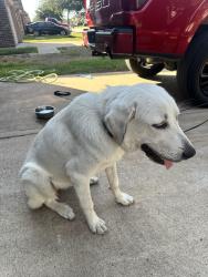 Found/Stray Female Dog last seen Brescia ln, Katy, TX 77449