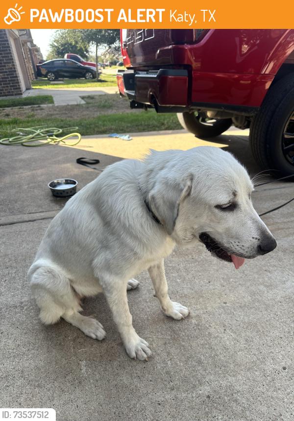 Found/Stray Female Dog last seen Brescia ln, Katy, TX 77449