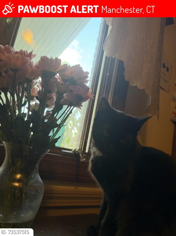 Lost Male Cat last seen Lockwood, Waddell, Broad,, Manchester, CT 06042