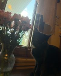 Lost Male Cat last seen Lockwood, Waddell, Broad,, Manchester, CT 06042