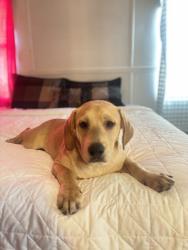 Lost Male Dog last seen E park Avenue, Hammond, LA 70403