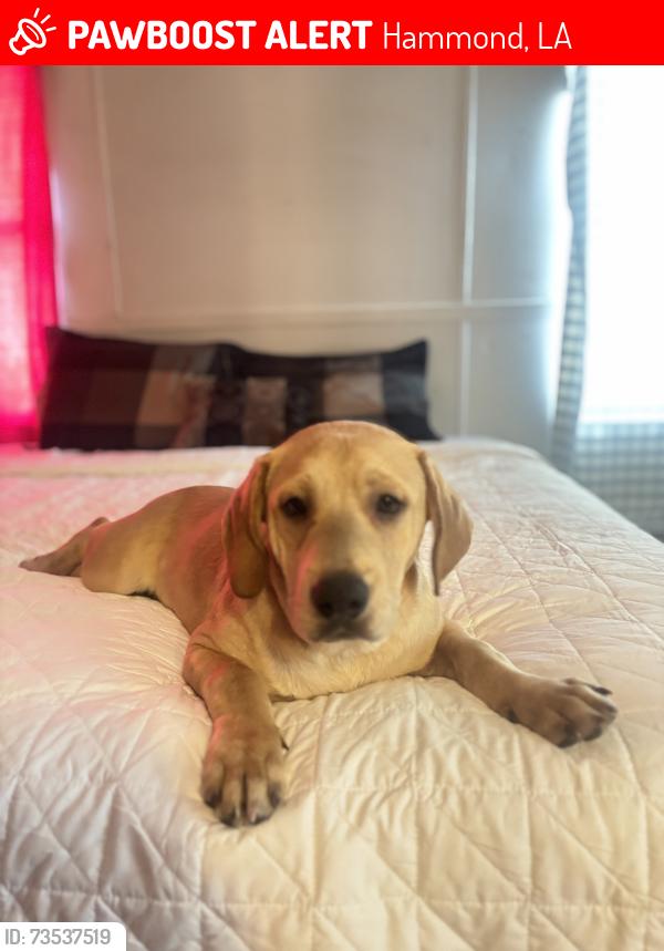 Lost Male Dog last seen E park Avenue, Hammond, LA 70403