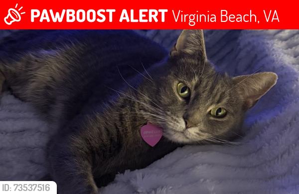Lost Female Cat last seen Pleasure hse Rd/North Greenville intersection; Chic’s Beach, Virginia Beach, VA 23455