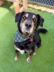 Shelter Stray Male Dog last seen Near W 1680 N, Clinton, UT 84015, USA, 1422 E 600 N, Fruit Heights, UT 84037, USA