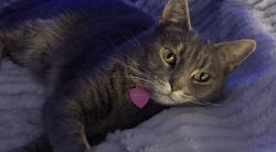 Lost Female Cat last seen Pleasure hse Rd/North Greenville intersection; Chic’s Beach, Virginia Beach, VA 23455