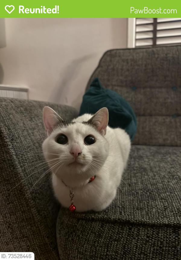 Reunited Female Cat last seen Robert Street, Prestwich, Prestwich, England M25 1HQ