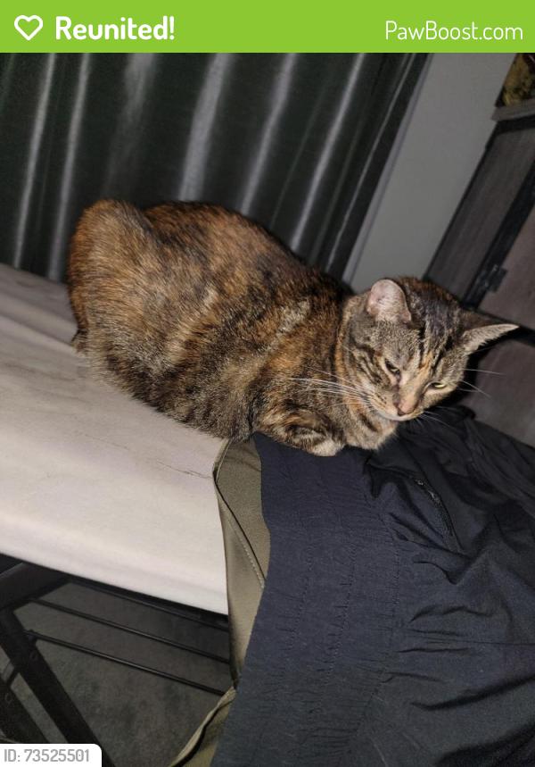 Reunited Female Cat last seen Hobcaw bluff drive, Mount Pleasant, SC 29464
