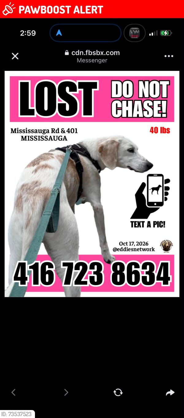 Lost Male Dog last seen dog park, Regional Municipality of Peel, ON 