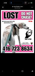 Lost Male Dog last seen dog park, Regional Municipality of Peel, ON 