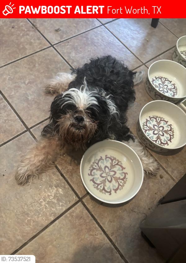 Lost Male Dog last seen Near Rose court, Fort Worth, TX 76244