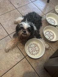 Lost Male Dog last seen Near Rose court, Fort Worth, TX 76244