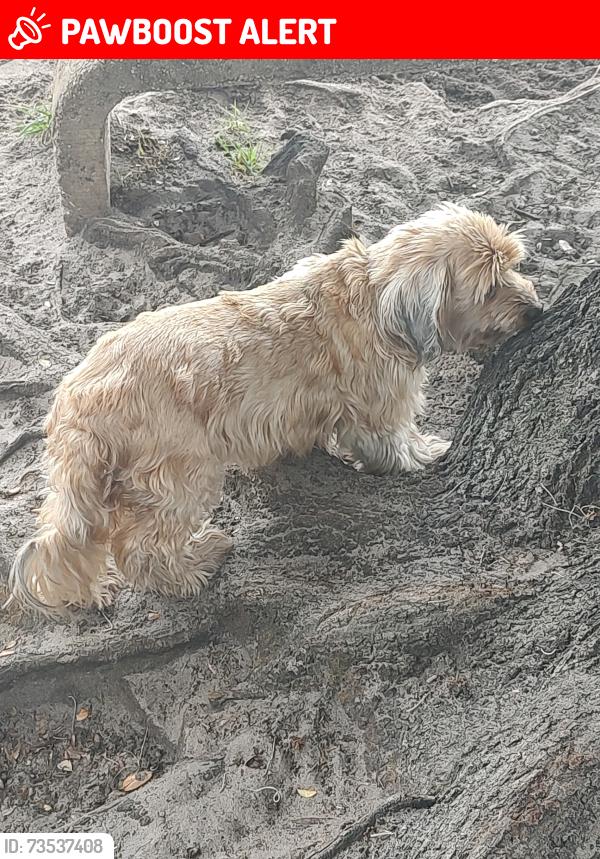 Lost Female Dog last seen Near W Kalmia Dr apt 3, West Palm Beach, FL 33403