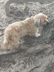 Lost Female Dog last seen Near W Kalmia Dr apt 3, West Palm Beach, FL 33403
