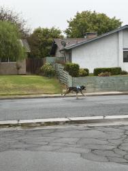 Found/Stray Male Dog last seen Lantados st, Bakersfield, CA 93301