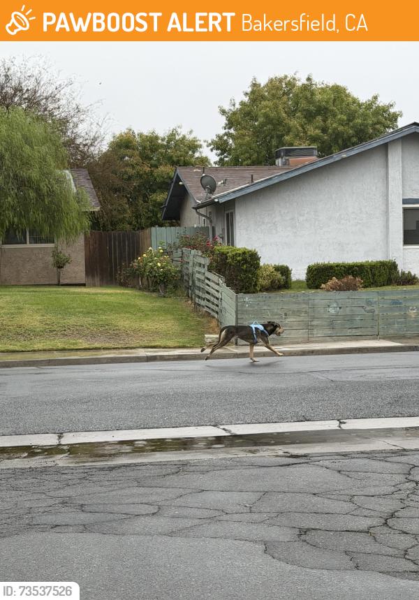 Found/Stray Male Dog last seen Lantados st, Bakersfield, CA 93301