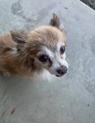 Lost Male Dog last seen pennsylvania ave, Beaumont, CA 92223