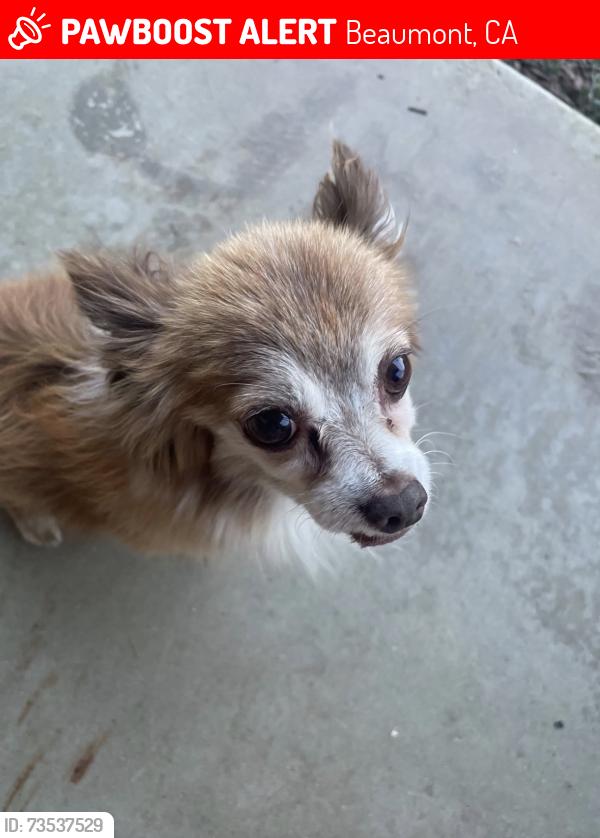 Lost Male Dog last seen pennsylvania ave, Beaumont, CA 92223