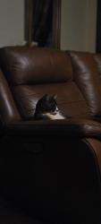 Lost Male Cat last seen Near trickum rd, Woodstock, GA 30188