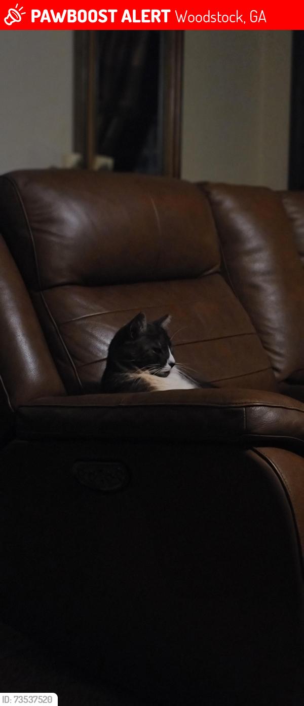 Lost Male Cat last seen Near trickum rd, Woodstock, GA 30188