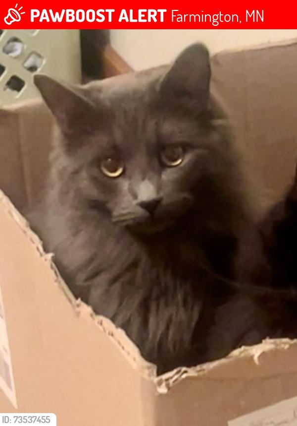 Lost Male Cat last seen Walnut Street in Park Place in the backyard grassy area, Farmington, MN 55024