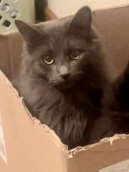 Lost Male Cat last seen Walnut Street in Park Place in the backyard grassy area, Farmington, MN 55024