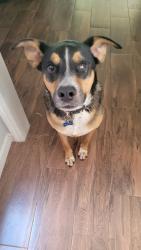 Reunited Male Dog last seen Red Rock Canyon, Katy, TX, 77450, Katy, TX 77450
