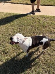 Found/Stray Female Dog last seen Near block NW 114 Terrace OKC, Oklahoma City, OK 73162