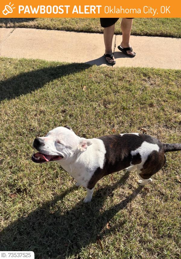 Found/Stray Female Dog last seen Near block NW 114 Terrace OKC, Oklahoma City, OK 73162