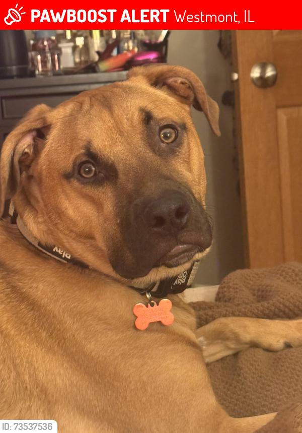 Lost Male Dog last seen 55th and cass, Westmont, IL 60559