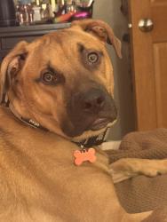 Lost Male Dog last seen 55th and cass, Westmont, IL 60559