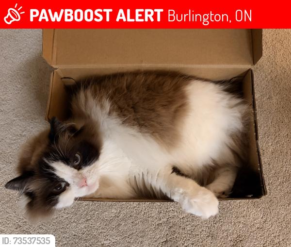 Lost Female Cat last seen Near Nelson, Burlington, ON 