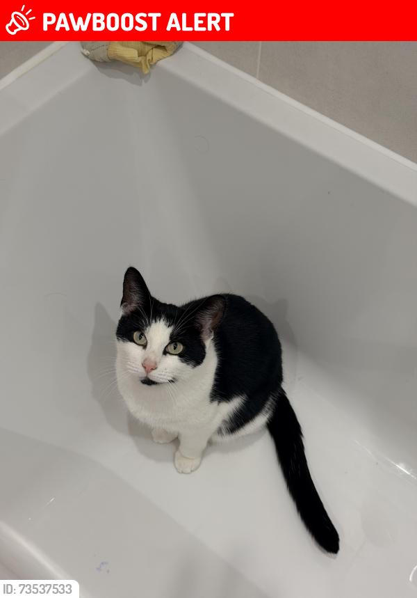 Lost Female Cat last seen grace court care hse, South Gloucestershire, England BS16 5UH