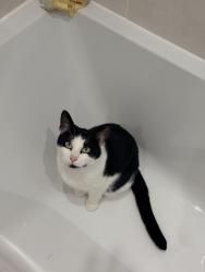 Lost Female Cat last seen grace court care hse, South Gloucestershire, England BS16 5UH