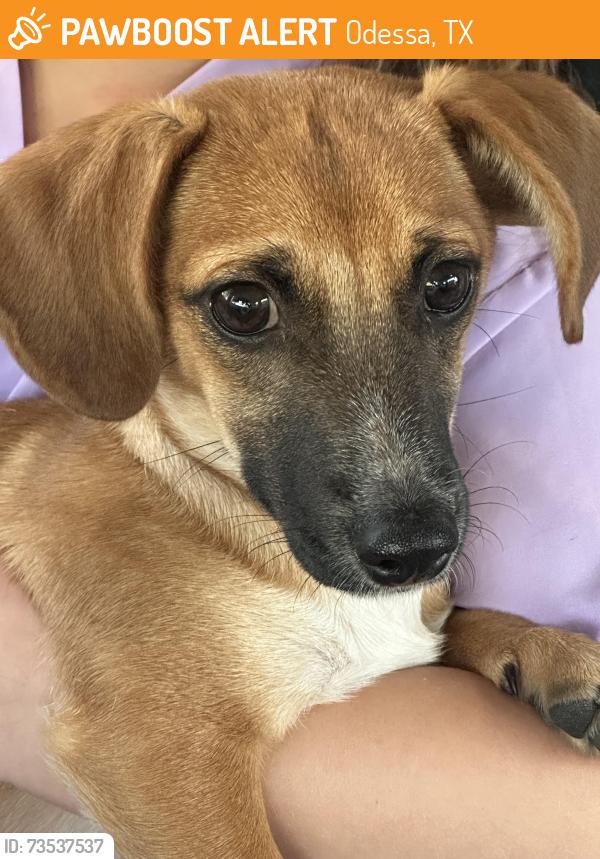 Found/Stray Female Dog last seen Eastridge rd and rocky lane, Odessa, TX 79765