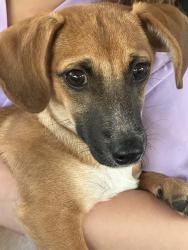 Found/Stray Female Dog last seen Eastridge rd and rocky lane, Odessa, TX 79765