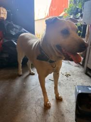 Reunited Female Dog last seen Auburn drive, San Diego, CA 92105