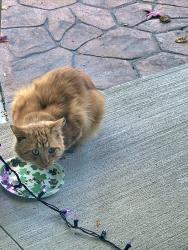 Found/Stray Unknown Cat last seen Near cross section of Rainbow Rd and Slumber Ln, Fraser, MI 48026