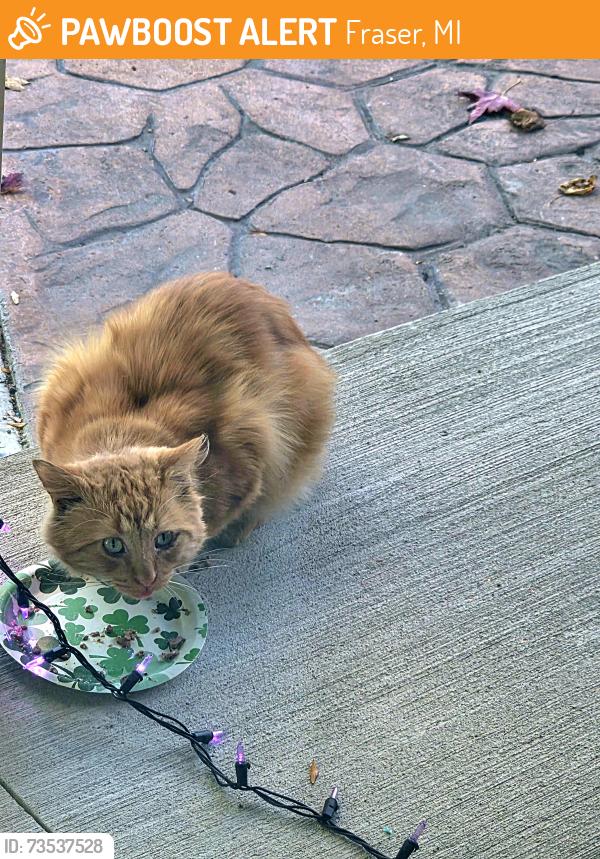 Found/Stray Unknown Cat last seen Near cross section of Rainbow Rd and Slumber Ln, Fraser, MI 48026